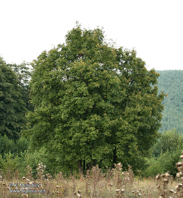 Acer campestre