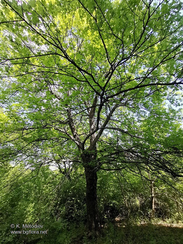 Acer campestre