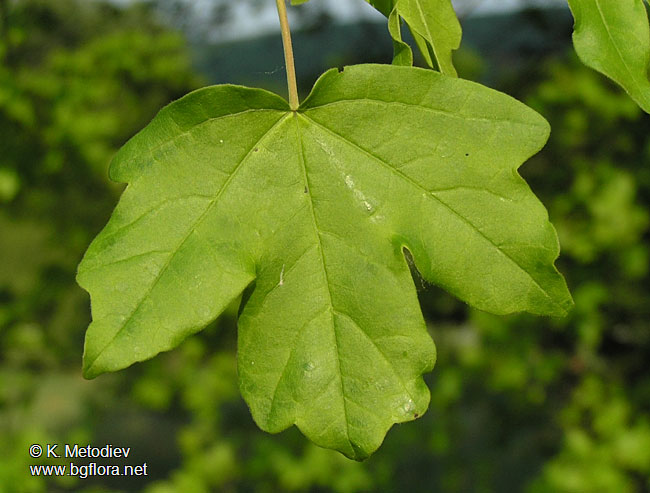 Acer campestre