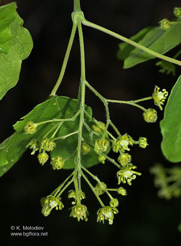 Acer campestre