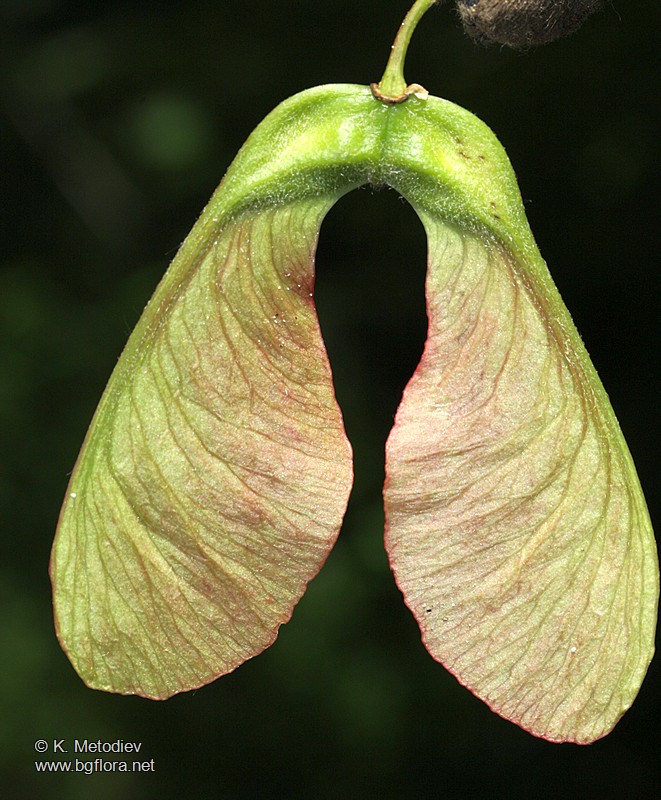 Acer heldreichii
