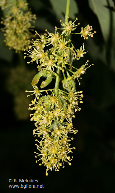 Acer pseudoplatanus