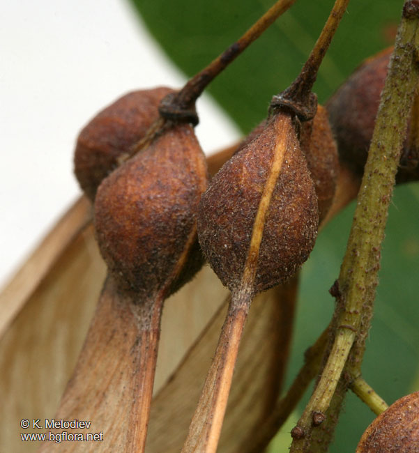 Acer pseudoplatanus