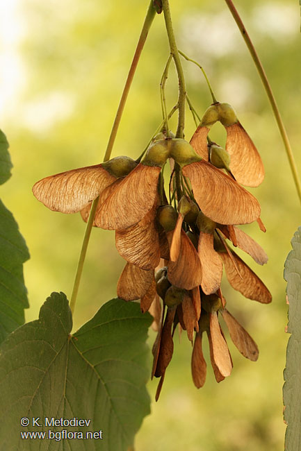 Acer pseudoplatanus