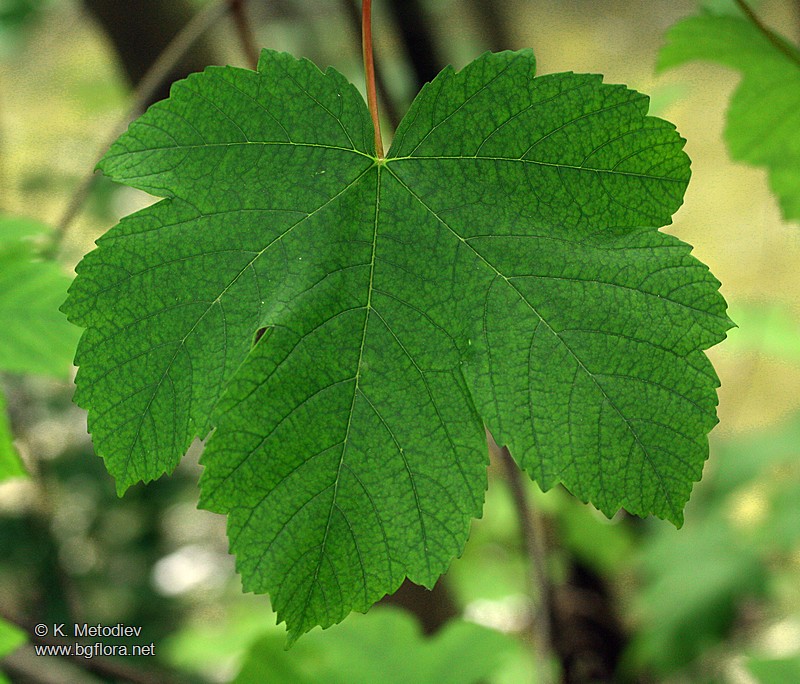 Acer pseudoplatanus