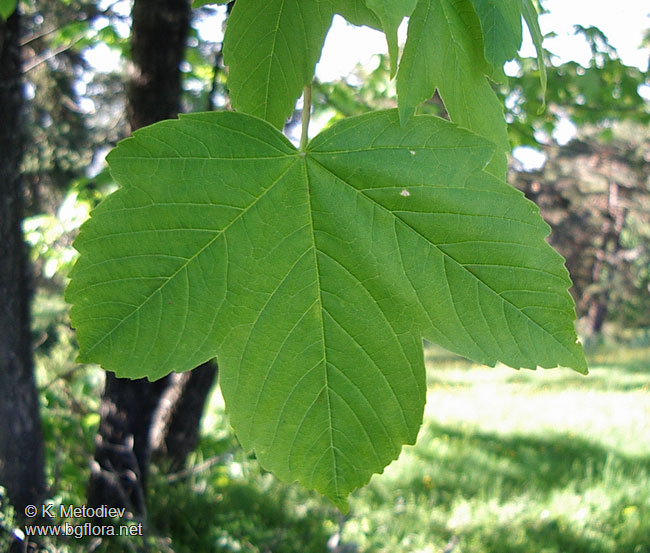 Acer pseudoplatanus