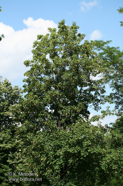 Acer pseudoplatanus