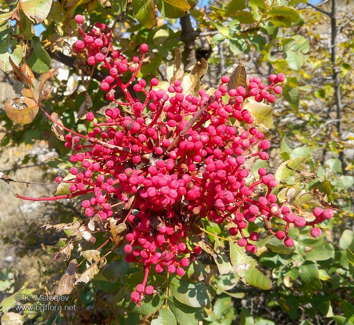 Pistacia terebinthus
