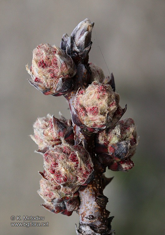 Pistacia terebinthus