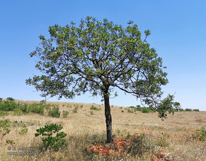 Pistacia terebinthus