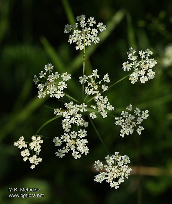 Carum carvi