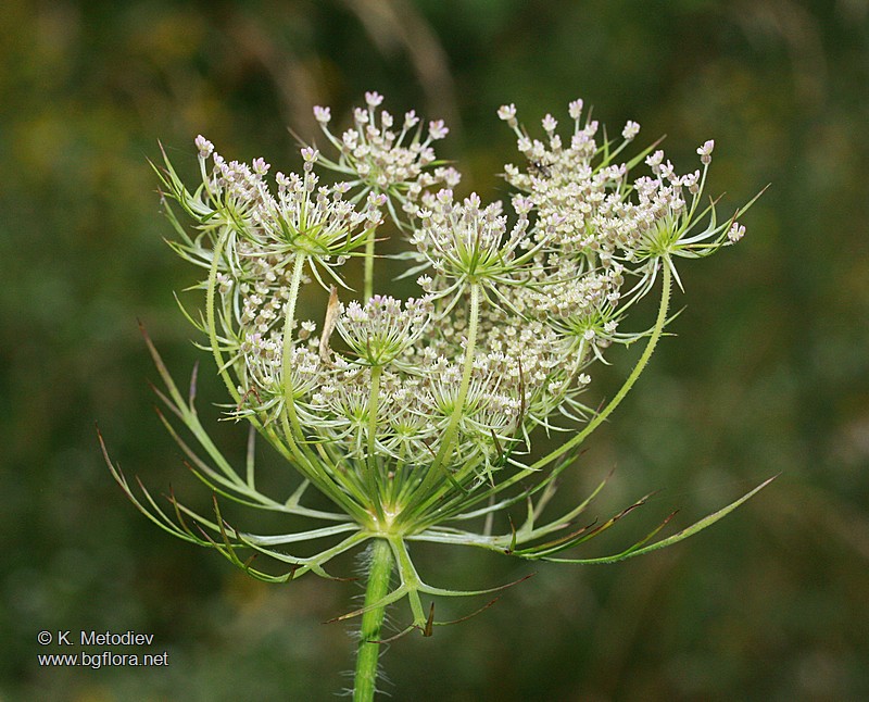 Daucus carota