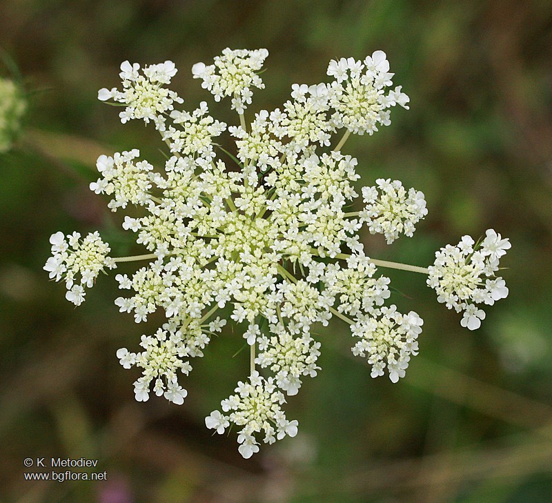 Daucus carota