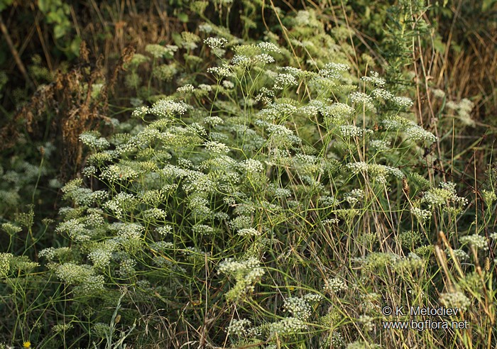Falcaria vulgaris
