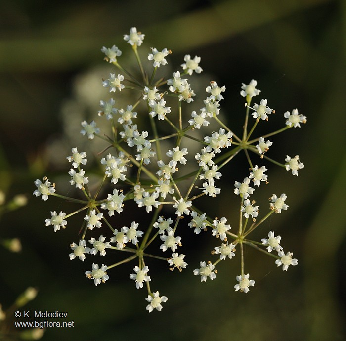 Falcaria vulgaris