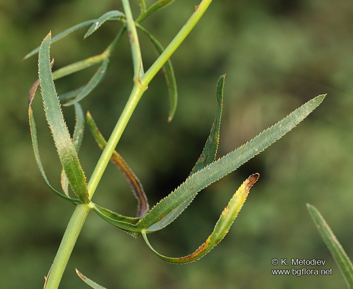 Falcaria vulgaris