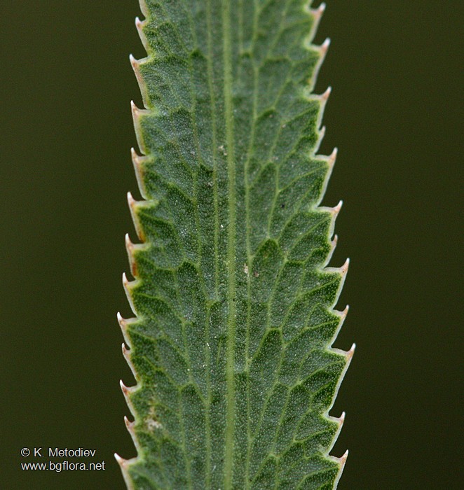 Falcaria vulgaris