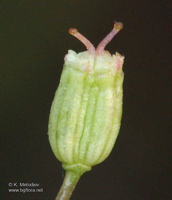 Falcaria vulgaris