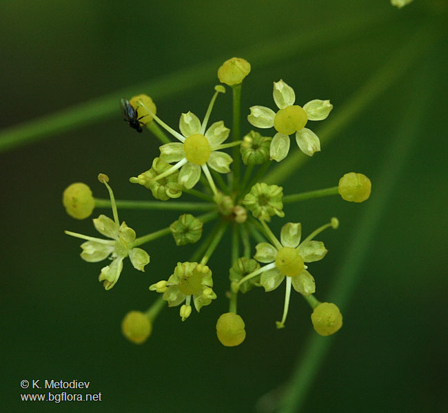 Heracleum sibiricum