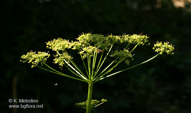 Heracleum sibiricum