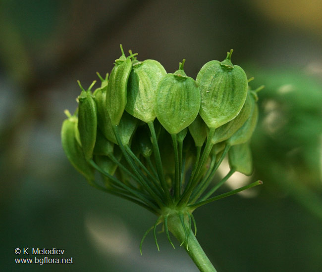 Heracleum sibiricum