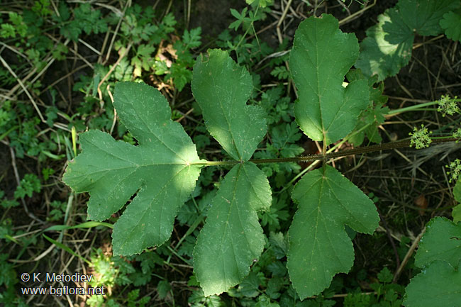 Heracleum sibiricum