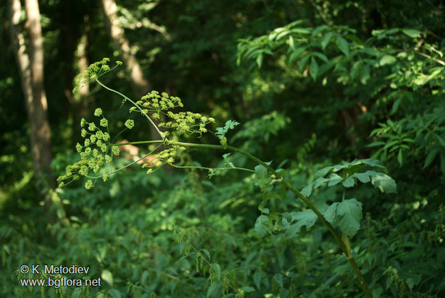 Heracleum sibiricum