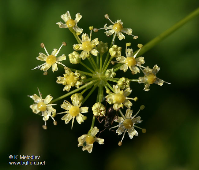 Heracleum ternatum