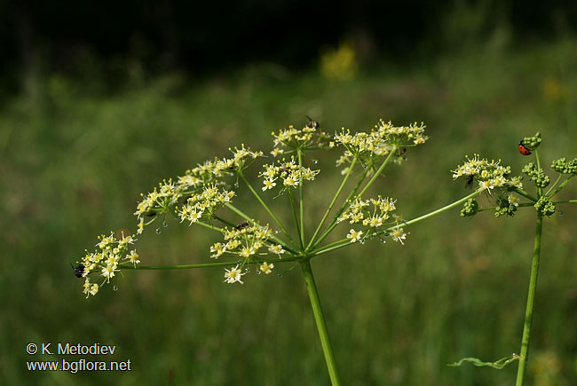 Heracleum ternatum
