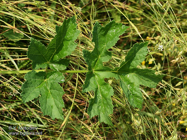 Heracleum ternatum