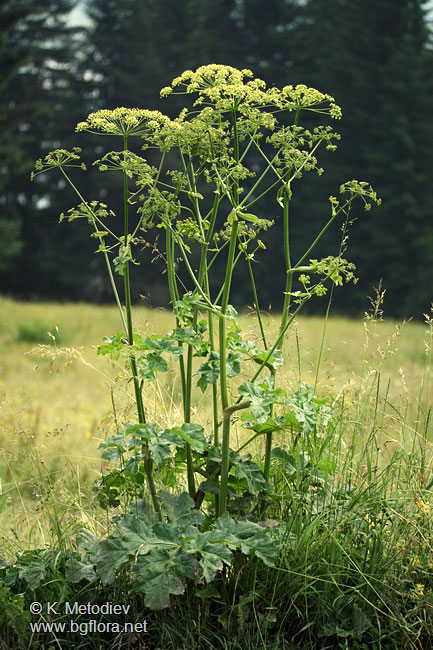 Heracleum ternatum