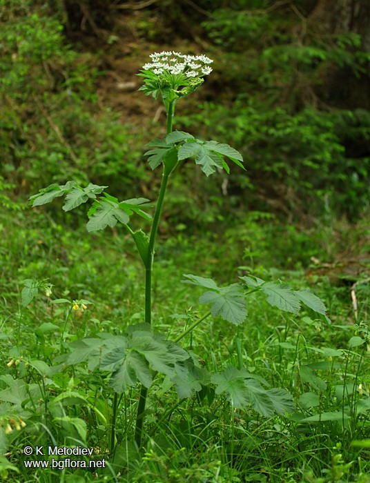 Heracleum verticillatum