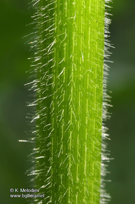 Heracleum verticillatum