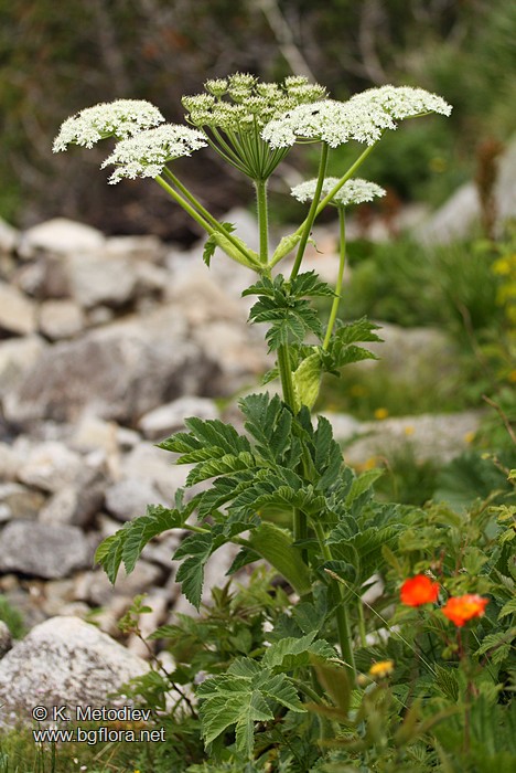 Heracleum verticillatum