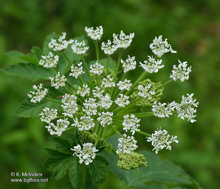 Heracleum verticillatum