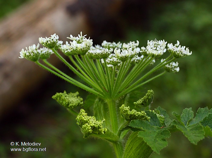 Heracleum verticillatum