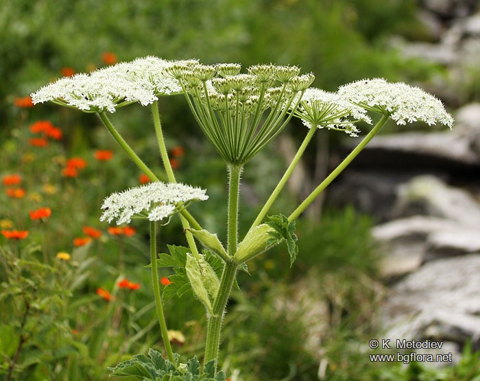 Heracleum verticillatum