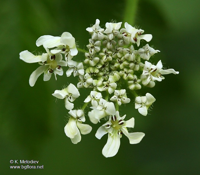 Heracleum verticillatum