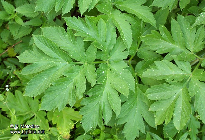Heracleum verticillatum