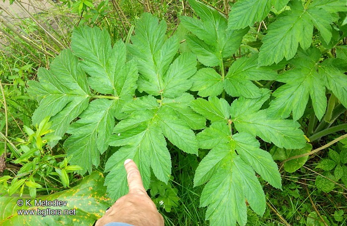 Heracleum verticillatum