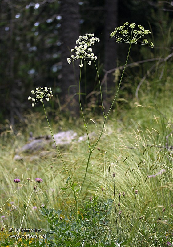 Laserpitium siler