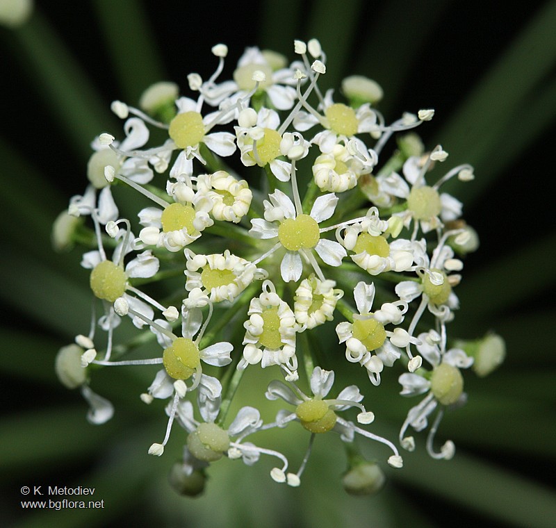 Laserpitium siler