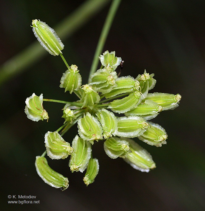 Laserpitium siler
