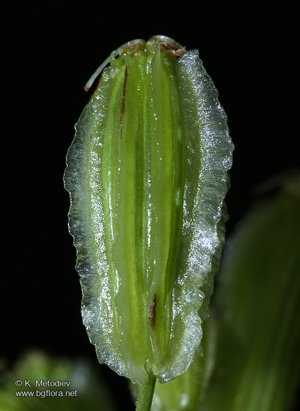 Laserpitium siler