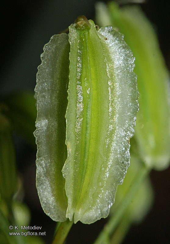 Laserpitium siler