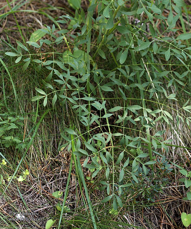 Laserpitium siler
