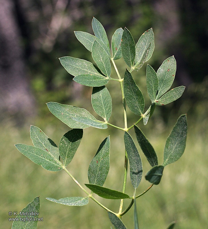 Laserpitium siler