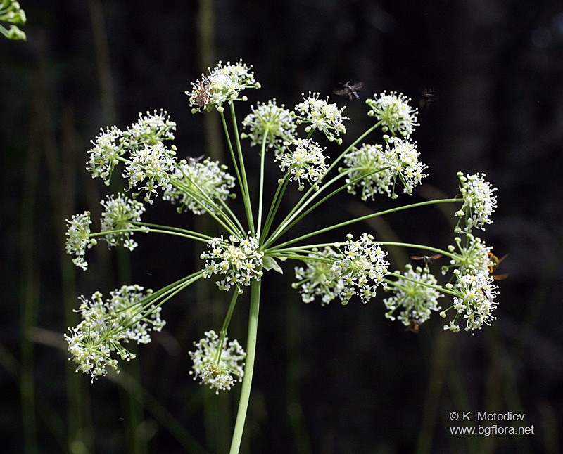 Laserpitium siler