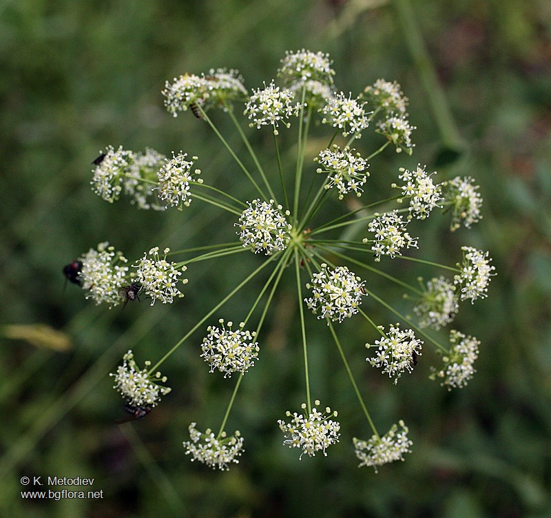 Laserpitium siler