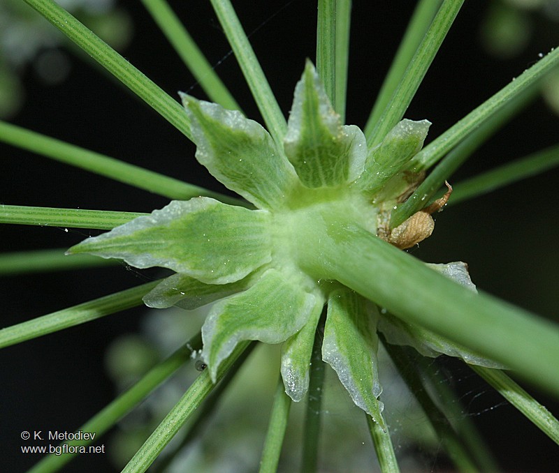 Laserpitium siler